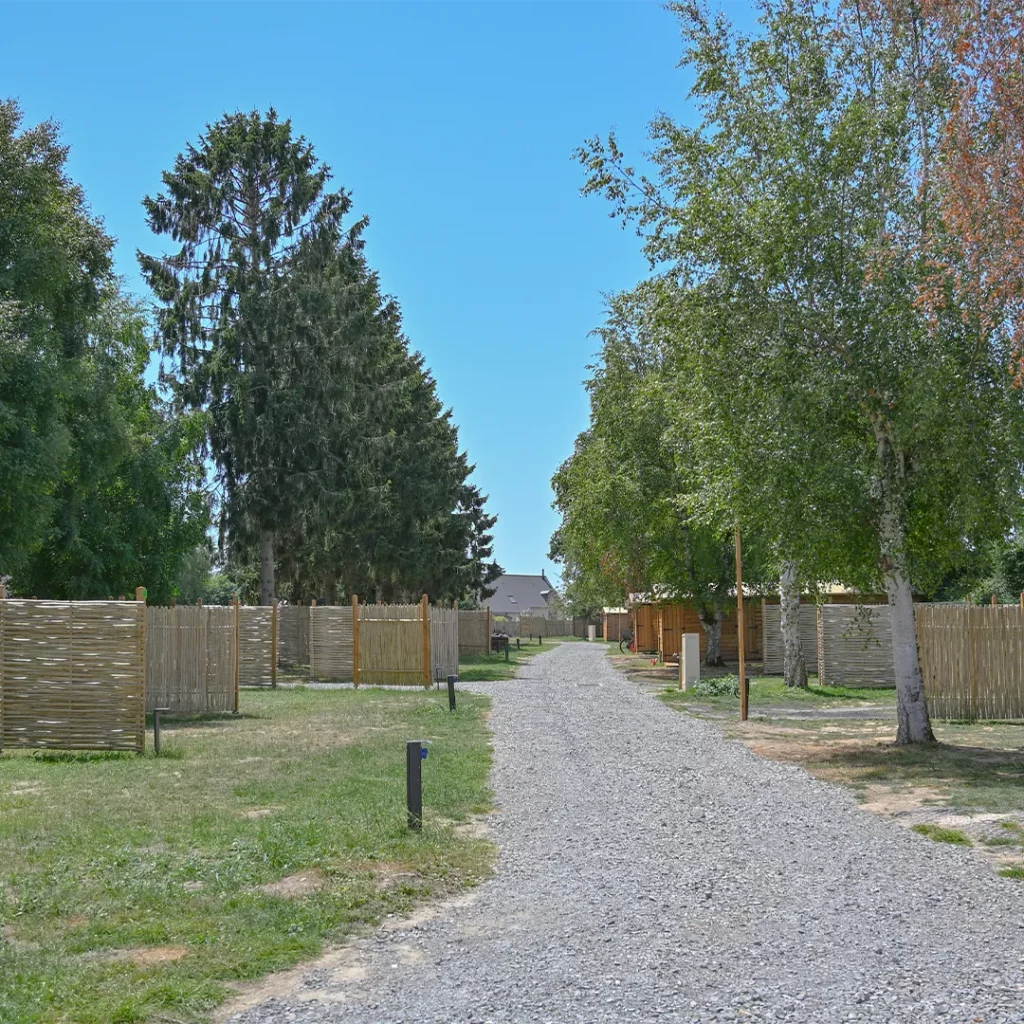 Allée en gravier bordée de bouleaux et de palissades entre les emplacements du camping