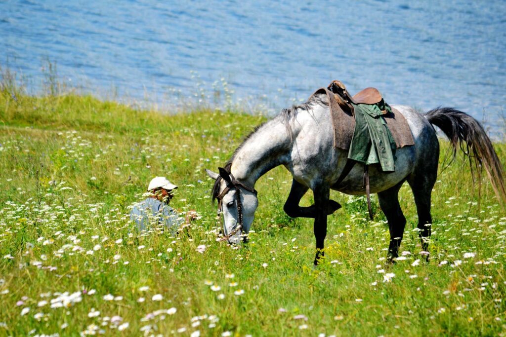 camping chemins mont saint michel promenade cheval